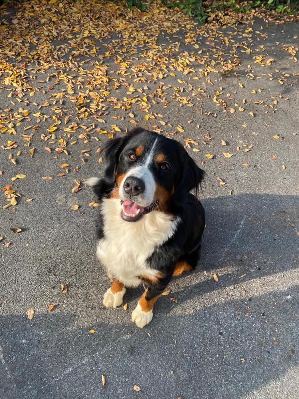 REGALO CUCCIOLI INCROCIO BOVARO DEL BERNESE